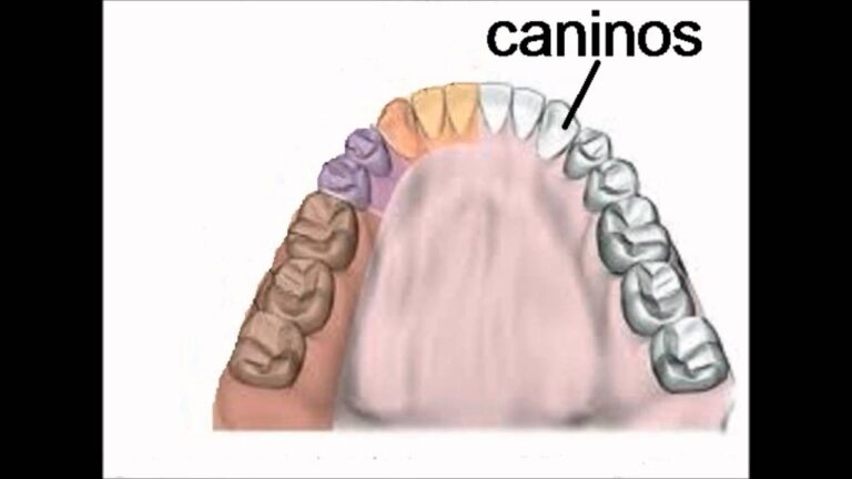 Guía Completa sobre los Tipos de Dientes: Funciones y Características