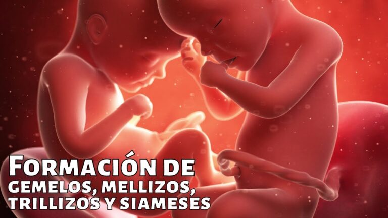 Diferencias clave entre gemelos univitelinos y bivitelinos: Guía práctica