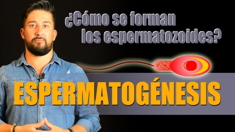 Entendiendo el proceso: Cómo se forman los espermatozoides paso a paso