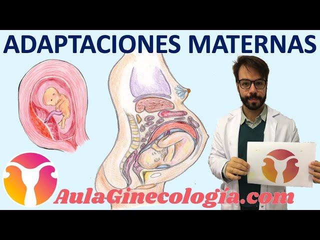 Adaptaciones del Aparato Respiratorio Durante el Embarazo: Guía Completa