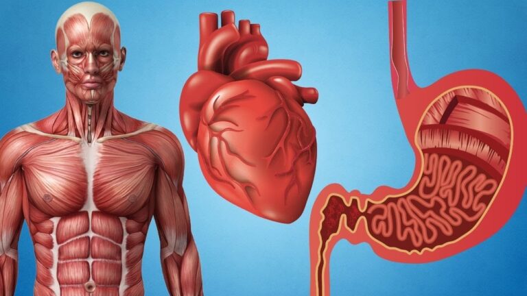 Descubre los Diferentes Tipos de Músculos del Cuerpo Humano: Una Guía Anatómica Completa